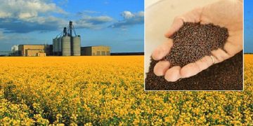 هشدار درباره عدم تامین به موقع ارز دانه‌های روغنی