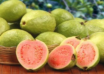 برداشت گواوا در جنوب سیستان و بلوچستان آغاز شد