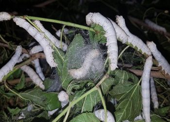 خودکفایی در تولید تخم نوغان تا افق ۱۴۰۴