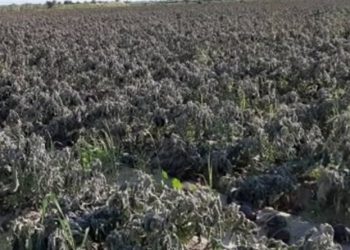 نماینده مجلس: جهاد کشاورزی برای جبران سریع خسارت سرمازدگی اقدام کند