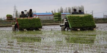 کرونا و افزایش تقاضای کشت مکانیزه برنج در مازندران