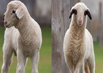 تولید بره‌های سه نژاد نو ترکیبی در مینودشت