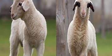 تولید بره‌های سه نژاد نو ترکیبی در مینودشت