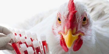 استان سمنان ۹۰ میلیون دز واکسن آنفلوآنزای طیور وارد کرد