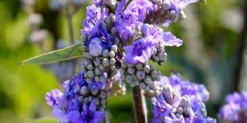 خراسان جنوبی، بهشت گیاهان دارویی/ پنج انگشت؛ گیاهی برای سلامتی زنان