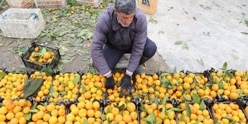 مدیر کل جهاد کشاورزی مازندران : ۷۰۰ هزار تن مرکبات مازندران برای بازار شب عید ذخیره شد