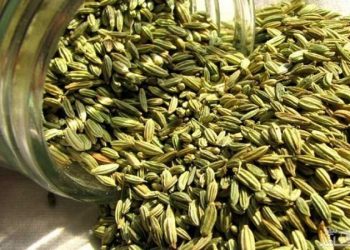 تولید اولین رقم زیره سبز با به‌نژادی مولکولی در کشور