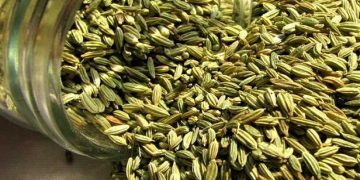 تولید اولین رقم زیره سبز با به‌نژادی مولکولی در کشور