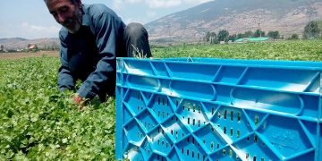 مدیرکل دفتر امور محصولات علوفه ای: ۲۸ میلیون تن سبزی و صیفی در کشور تولید می شود