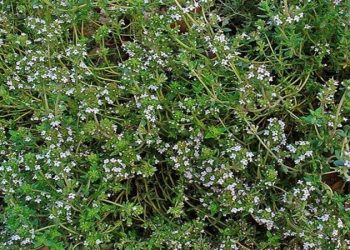 توسعه کشت گیاهان دارویی، نوش‌داروی کشاورزی در اقلیم کم آب یزد