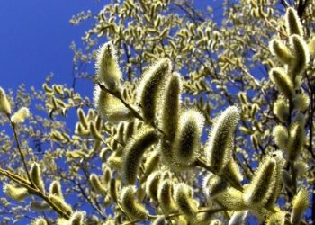 شمیم شکوفه های طلایی ارمغان بهار در آذربایجان غربی