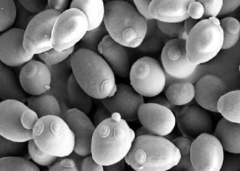 کلید چاقی و لاغری در دست قارچ‌های روده!