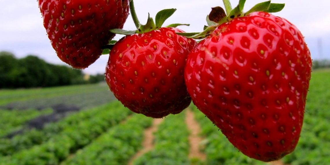 تولید ۱۷هزار تنی توت فرنگی در بابلسر