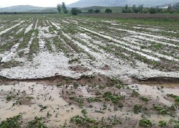 بارش تگرگ ۱۶۰ میلیارد تومان به بخش کشاورزی فهرج خسارت وارد کرد