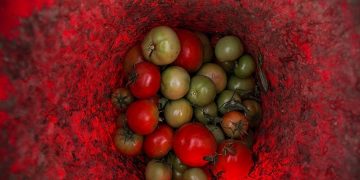 گفت‌وگو| دفن سالانه هزاران تُن گوجه‌فرنگی در بوشهر به دلیل نبود صنایع تبدیلی