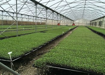 مسئول باغبانی جهاد کشاورزی مرودشت خبر داد: تولید بیش از ۱۰۰ میلیون نشاء گلخانه‌ای در مرودشت