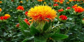 معاون جهاد کشاورزی استان همدان خبر داد: رکورد زنی استان همدان در کاشت گلرنگ