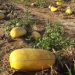 کدو آجیلی در هرمزگان کشت می شود
