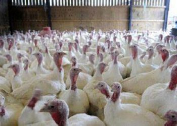 از ابتدای امسال تاکنون انجام شد؛ تولید هزار و ۲۷۸ تن گوشت بوقلمون در گیلان