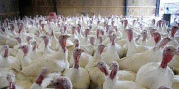 از ابتدای امسال تاکنون انجام شد؛ تولید هزار و ۲۷۸ تن گوشت بوقلمون در گیلان