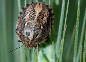 مبارزه با سن علف هرز در ۶۶ هزار هکتار از اراضی همدان اجرا شد