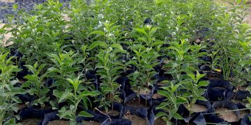 سالانه ۳۵۰هزار نهال در نهالستان‌های منابع طبیعی کرمانشاه تولید می‌شود