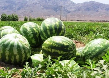 بازار کج دار و مریز هندوانه کاران هند ایران