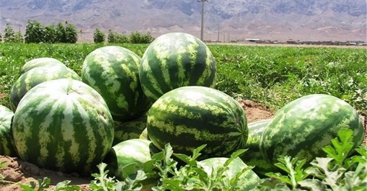 بازار کج دار و مریز هندوانه کاران هند ایران