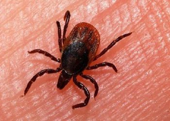 مضرات و منافع کنه در کشاورزی