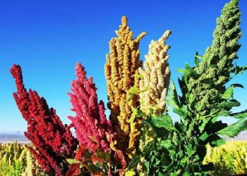 برداشت کینوا از مزارع بمپور سیستان و بلوچستان آغاز شد