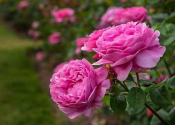 پرورش گل محمدی در سبزوار، شمیم عطر در مشام اقتصاد کویر