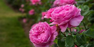 پرورش گل محمدی در سبزوار، شمیم عطر در مشام اقتصاد کویر