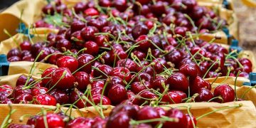 آغاز برداشت گیلاس نوبرانه در ۱۵۰ هکتار از باغات هوراند