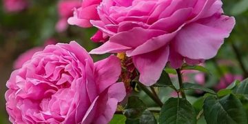کشت گل‌های محمدی بر فراز کوه کیامکی