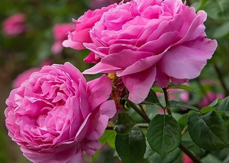 کشت گل‌های محمدی بر فراز کوه کیامکی