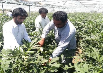 برداشت بامیه در ایرانشهر از مرز یکهزار تن گذشت