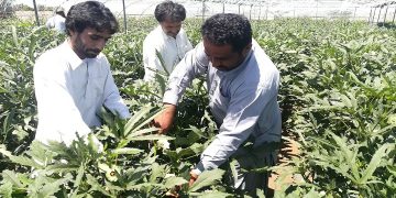 برداشت بامیه در ایرانشهر از مرز یکهزار تن گذشت