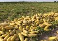 برداشت خربزه از کشتزارهای تایباد آغاز شد