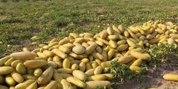 برداشت خربزه از کشتزارهای تایباد آغاز شد
