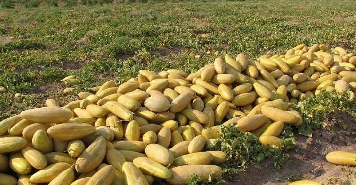 برداشت خربزه از کشتزارهای تایباد آغاز شد