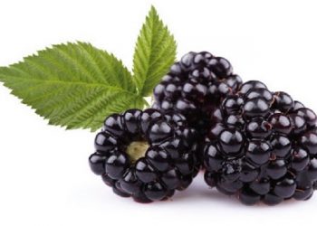 طعم خوش شاتوت در میراث ملی/ شاه میوه پردرآمدِ باغداران برزکی