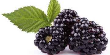 طعم خوش شاتوت در میراث ملی/ شاه میوه پردرآمدِ باغداران برزکی
