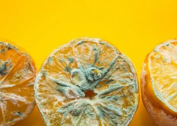 میوه کپک زده را می‌توان خورد؟