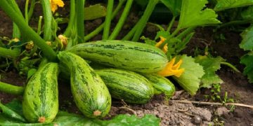 کاربرداشت کدو در ۲۵۰ هکتار از اراضی کهگیلویه آغاز شد
