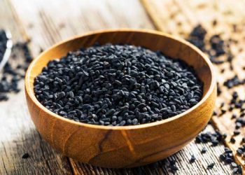 برداشت گیاه دارویی سیاهدانه در آباده آغاز شد