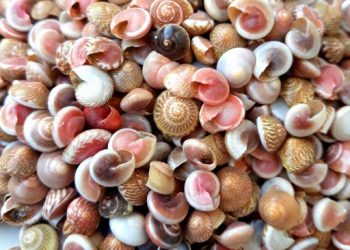 مرگ یک میلیارد موجود دریایی در پی گرمای شدید در آمریکای شمالی