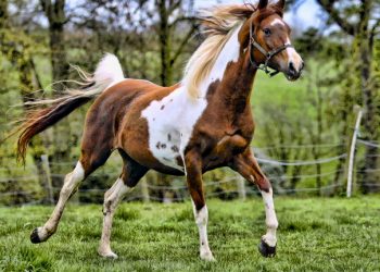 کمبود زیرساخت‌ها مانعی برای توسعه صنعت پرورش اسب شهربابک است