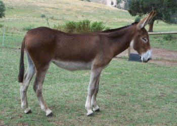 مجموعه غیرمجاز پرورش حیوان‌های اهلی در جم تعطیل شد