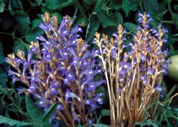 داروی سرطان کشاورزی کشف شد