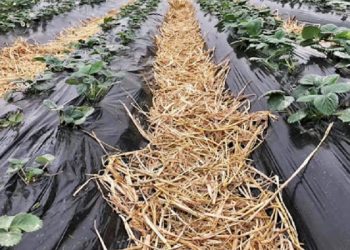 باغداران خراسان شمالی برای جلوگیری از تبخیر آب مالچ طبیعی ایجاد کنند